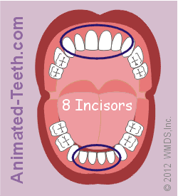 Link to Types of Baby Teeth animation.