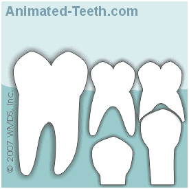Animation showing how the early loss of a baby tooth can lead to crooked or impacted permanent teeth.