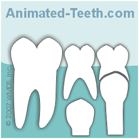 Link to baby tooth exfoliation animation.