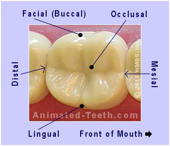 A picture showing the dental surfaces of a molar tooth.