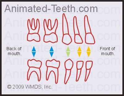 Tooth chart from 'Baby Teeth' quiz.