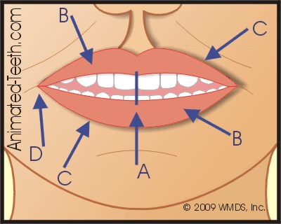 Graphic from 'Facial Anatomy' quiz, Part I.