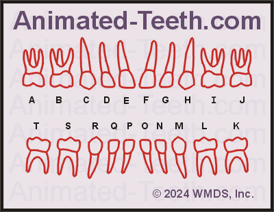 Chart showing deciduous teeth lettering (Universal Tooth Numbering System).