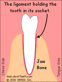 An illustration stating that a tooth is held in its socket by a ligament.