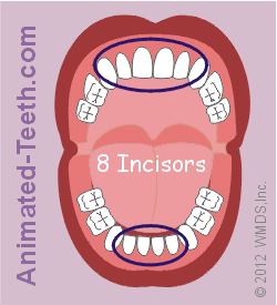 An illustration showing a child's 20 baby (primary) teeth.