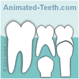 Dental space maintainers. / Complications of early baby tooth loss. / Maintainer costs. Dental space maintainers. / Complications of early baby tooth loss. / Maintainer costs.