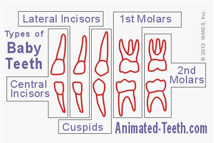A chart showing the kinds of baby teeth: Incisors (Central and Lateral), Cuspids and Molars (First and Second).