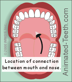 Illustration showing the connection between the mouth and nose.