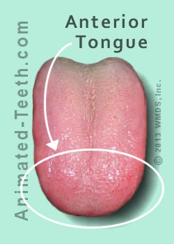Image showing the anterior part of the tongue.