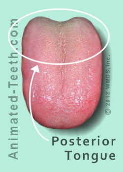 Image showing the he posterior part of the tongue.