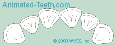 Animation showing the realignment of rotated teeth.