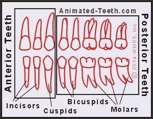 A chart showing teeth grouped into anterior and posterior classifications.