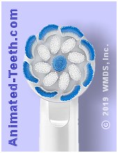 Picture of an Oral-B Pro GumCare brush head.