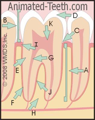 Graphic from 'Dental Anatomy' quiz.