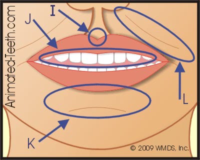 Graphic from 'Facial Anatomy' quiz, Part III.