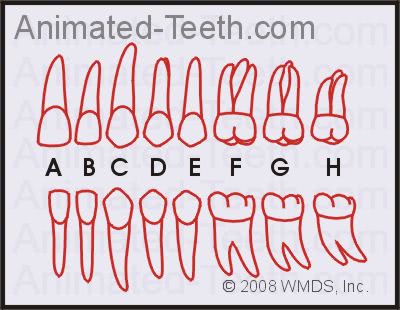 Tooth chart from 'Name That Tooth' quiz.