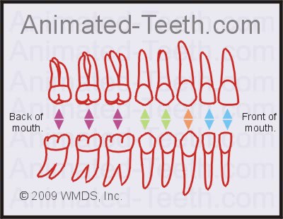 Tooth chart from 'Type of Tooth' quiz.