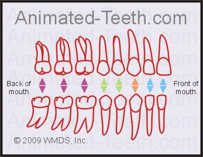 Quizzes: Universal Teeth Numbering System, Tooth ...