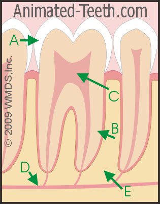 Graphic from Parts of a Tooth quiz.