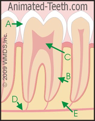 Dental quizzes- Online student activities & classroom lessons. All ages. Dental quizzes- Online student activities & classroom lessons. All ages.