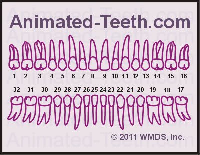 Chart showing the Universal Tooth Numbering System.