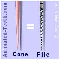 The gutta percha cone chosen is the same size as the last file used.