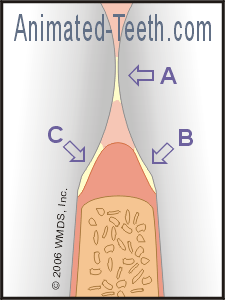 Illustration pointing out the three areas that are important to clean when you floss.
