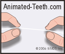 Illustration of how to hold dental floss with your index fingers and thumbs.