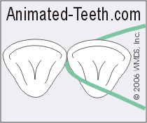 Illustration showing how to let the dental floss wrap snugly against the side of each tooth.