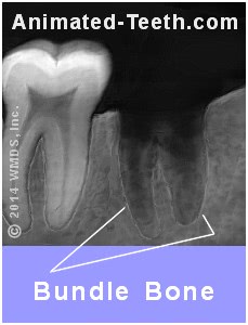 Radiografía que muestra el hueso del haz de dientes.