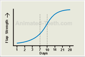 A graph showing the rate at which loose tissue flaps reattach during healing.
